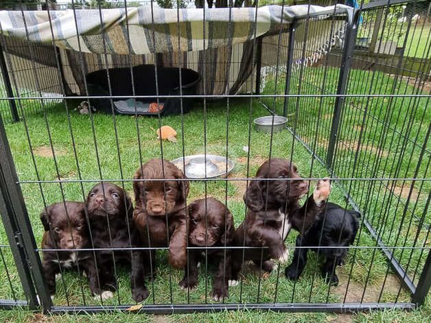 Working cocker puppies for sale in Christchurch, Gloucestershire - Image 3