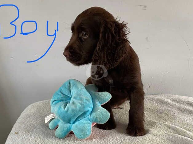 Working cocker puppies for sale in Trimdon, County Durham - Image 1