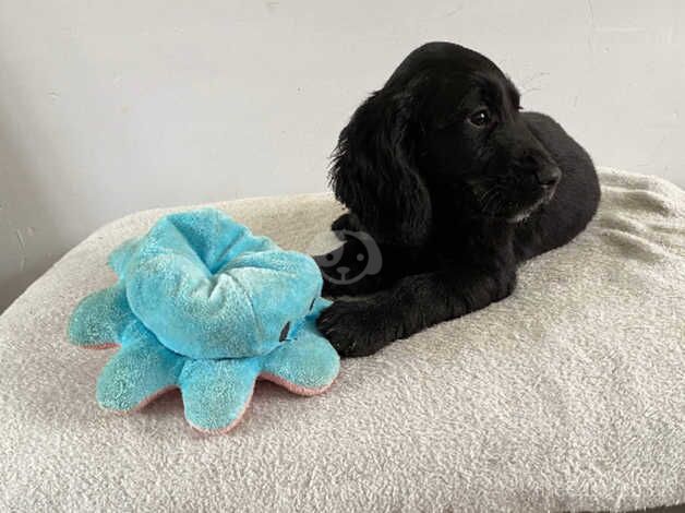 Working cocker puppies for sale in Trimdon, County Durham - Image 2