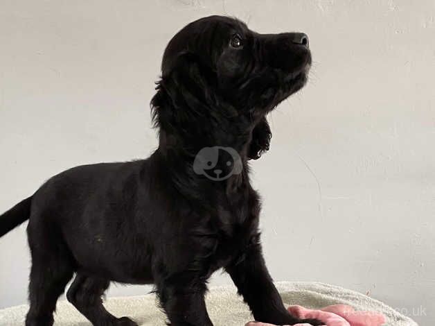 Working cocker puppies for sale in Trimdon, County Durham - Image 3