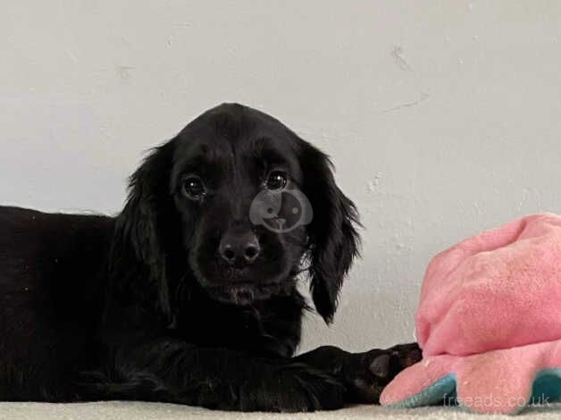 Working cocker puppies for sale in Trimdon, County Durham - Image 4