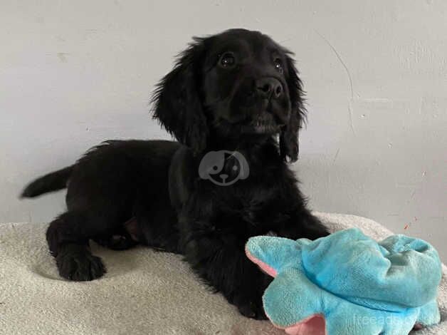 Working cocker puppies for sale in Trimdon, County Durham - Image 5