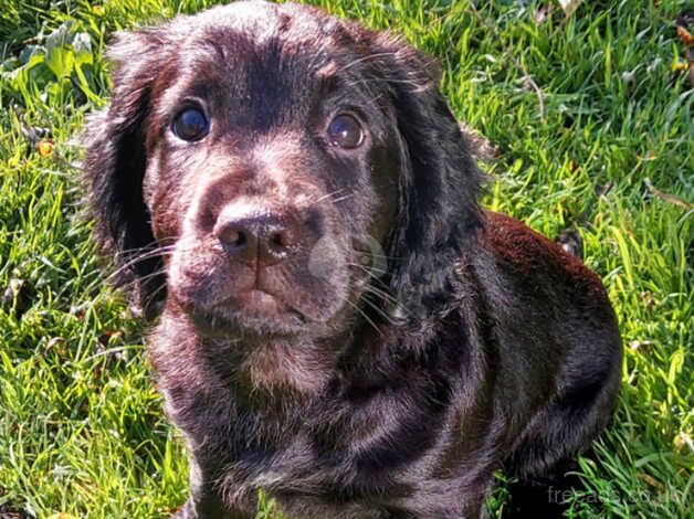 Working Cocker Puppy for sale in Shepton Mallet, Somerset - Image 1