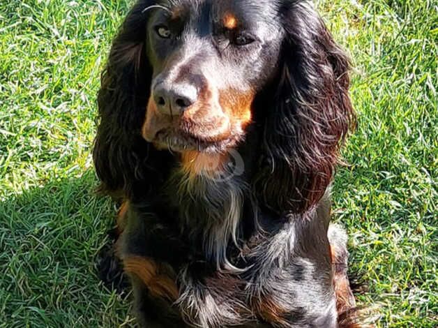 Working Cocker Puppy for sale in Shepton Mallet, Somerset - Image 2