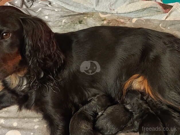 Working Cocker Puppy for sale in Shepton Mallet, Somerset - Image 3