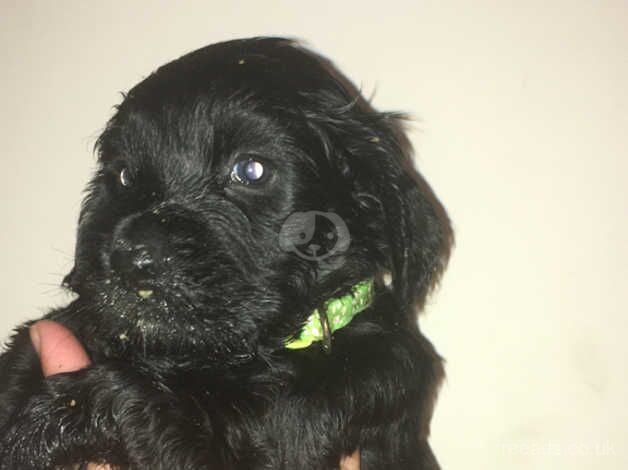 Working cocker pups 3 left out of 7 for sale in Canterbury, Kent - Image 1