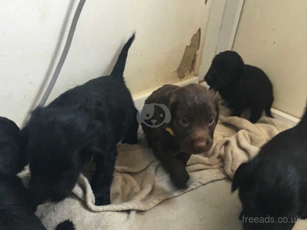 Working cocker pups 3 left out of 7 for sale in Canterbury, Kent - Image 2