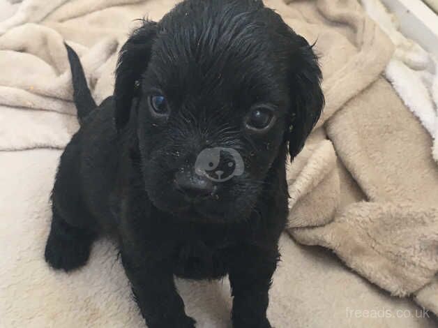 Working cocker pups 3 left out of 7 for sale in Canterbury, Kent - Image 3