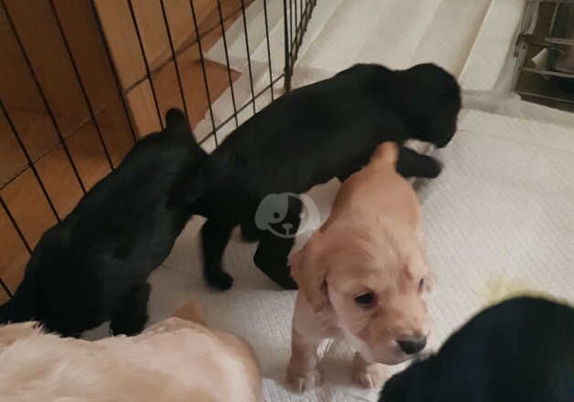 Working cocker spanial puppies for sale in Scunthorpe, Lincolnshire