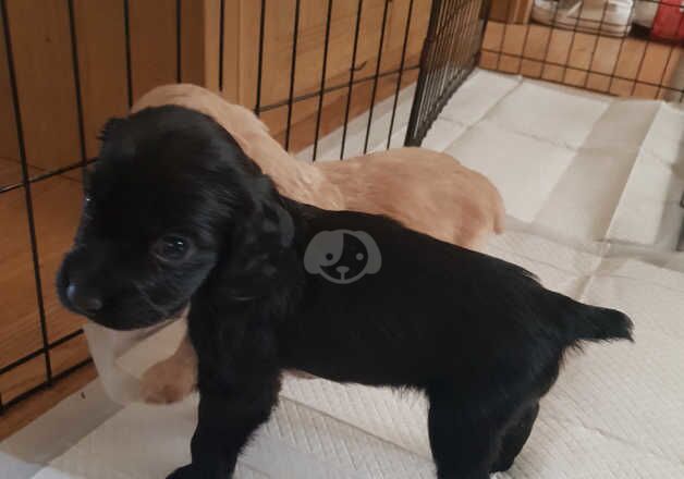 Working cocker spanial puppies for sale in Scunthorpe, Lincolnshire - Image 3