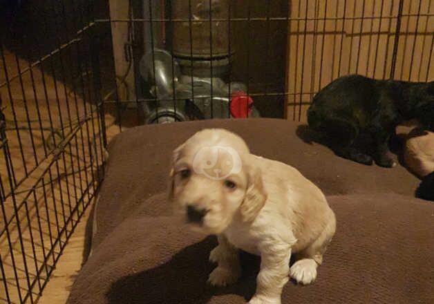 Working cocker spanial puppies for sale in Scunthorpe, Lincolnshire - Image 4