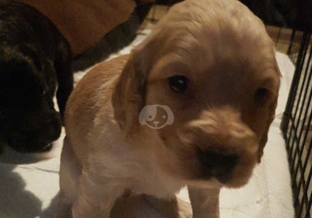 Working cocker spanial puppies for sale in Scunthorpe, Lincolnshire - Image 5