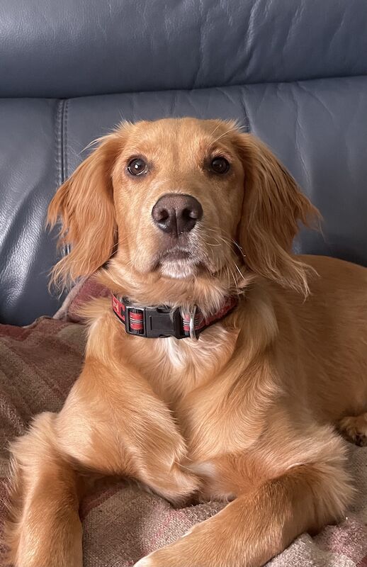 Working Cocker Spaniel (10 Months) for sale in Felixstowe, Suffolk - Image 1