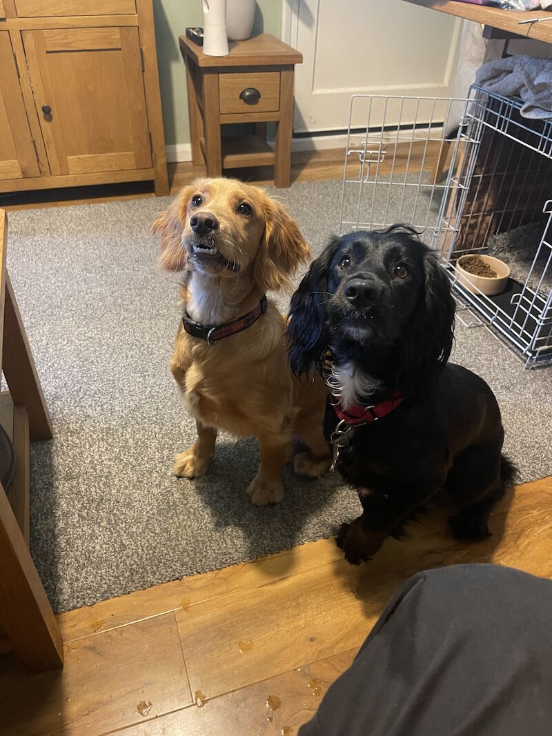 Working Cocker Spaniel (10 Months) for sale in Felixstowe, Suffolk - Image 2