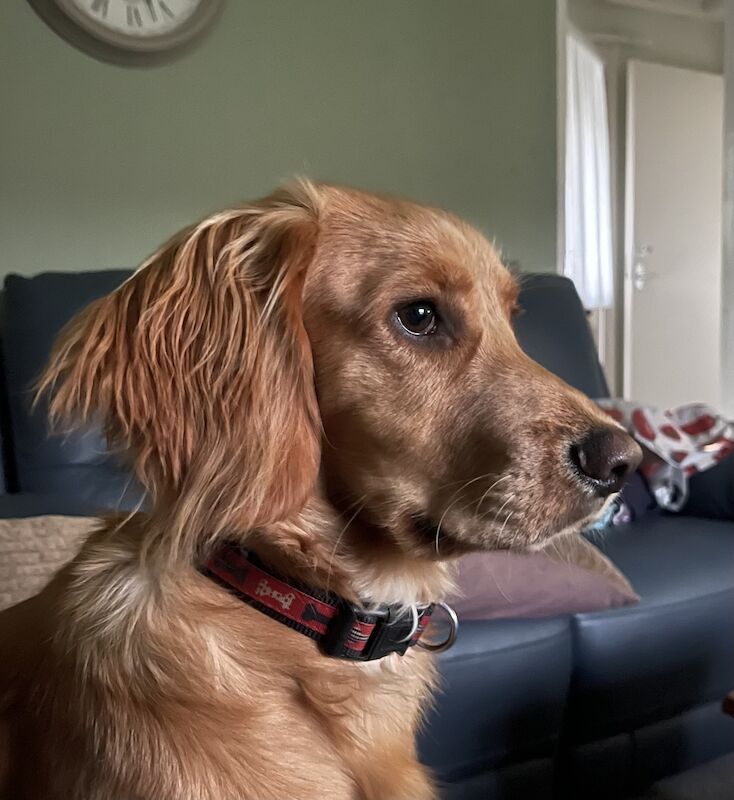 Working Cocker Spaniel (10 Months) for sale in Felixstowe, Suffolk - Image 3