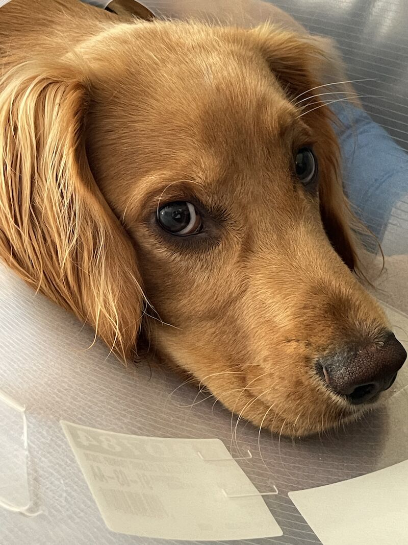 Working Cocker Spaniel (10 Months) for sale in Felixstowe, Suffolk - Image 4