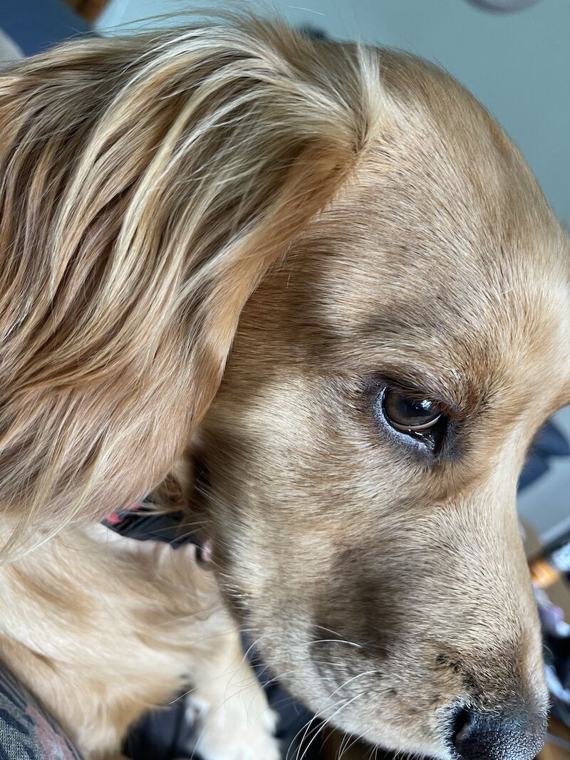 Working Cocker Spaniel (10 Months) for sale in Felixstowe, Suffolk - Image 5