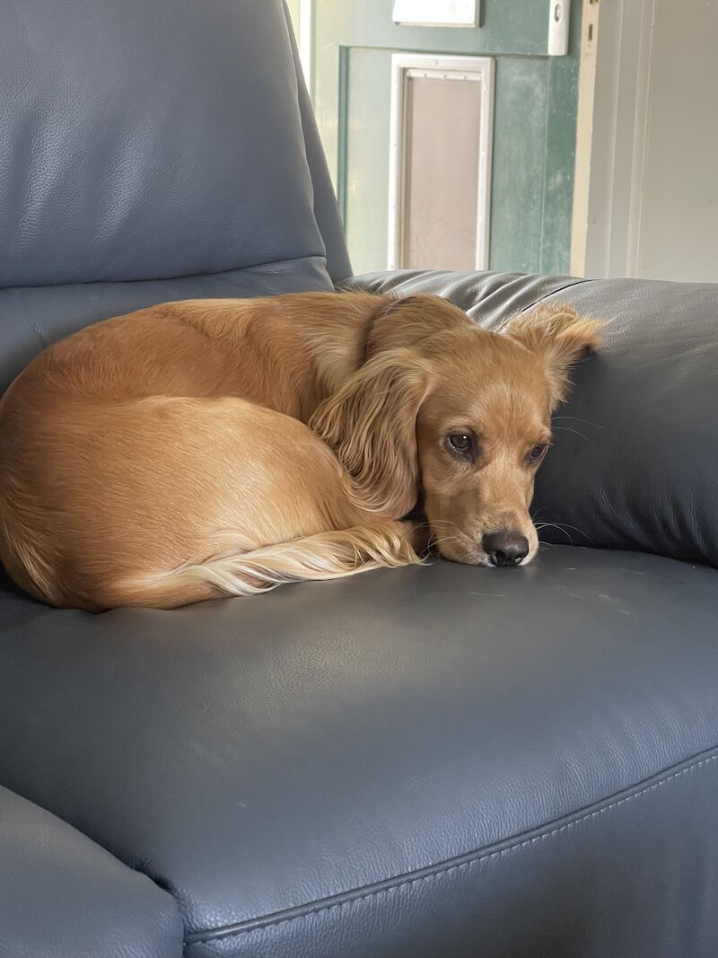 Working Cocker Spaniel (10 Months) for sale in Felixstowe, Suffolk - Image 6