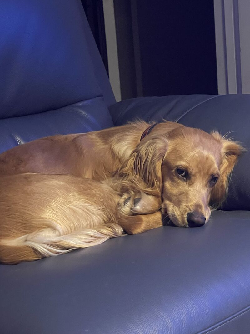 Working Cocker Spaniel (10 Months) for sale in Felixstowe, Suffolk - Image 7