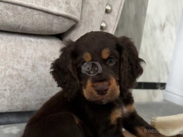 Working cocker spaniel Boy for sale in Bishop's Castle, Shropshire