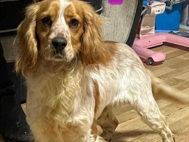 Working cocker spaniel for stuf for sale in Basildon, Essex - Image 1