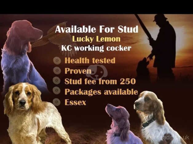 Working cocker spaniel for stuf for sale in Basildon, Essex - Image 2