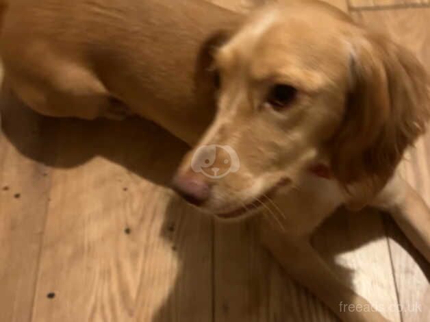 working cocker spaniel Golden for sale in Wandsworth, Wandsworth, Greater London - Image 1