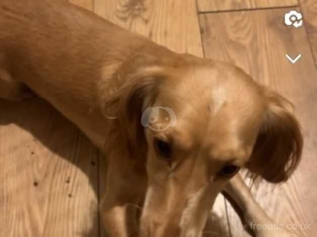 working cocker spaniel Golden for sale in Wandsworth, Wandsworth, Greater London - Image 3