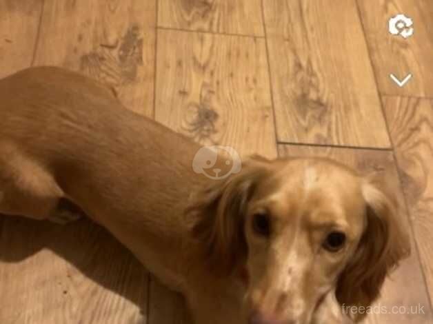 working cocker spaniel Golden for sale in Wandsworth, Wandsworth, Greater London - Image 4