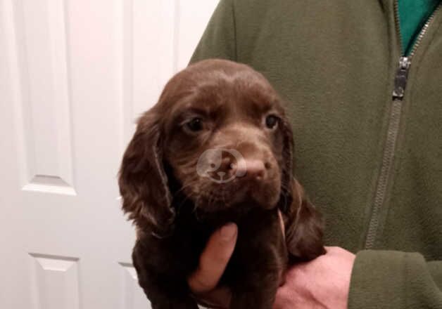 Working cocker spaniel for sale in Bishop Auckland, County Durham