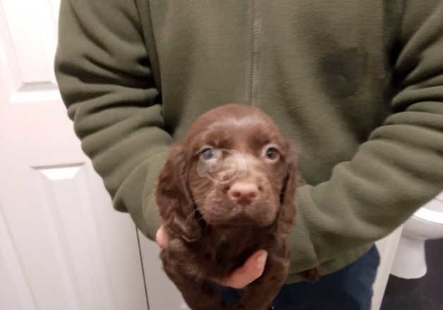 Working cocker spaniel for sale in Bishop Auckland, County Durham - Image 2