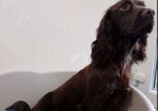 Working cocker spaniel for sale in Bishop Auckland, County Durham - Image 3