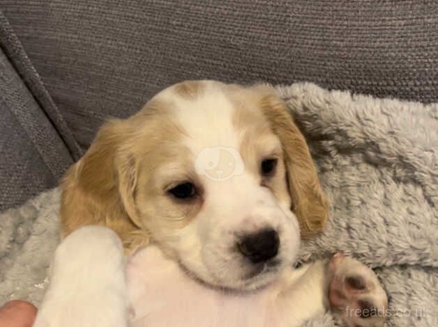 Working cocker spaniel for sale in Bristol, Bristol