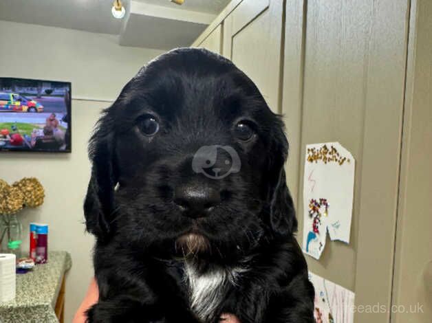 Working cocker spaniel for sale in Chichester, West Sussex - Image 1