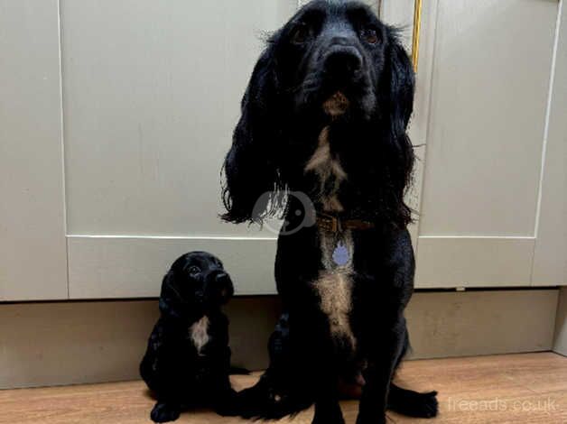 Working cocker spaniel for sale in Chichester, West Sussex - Image 2