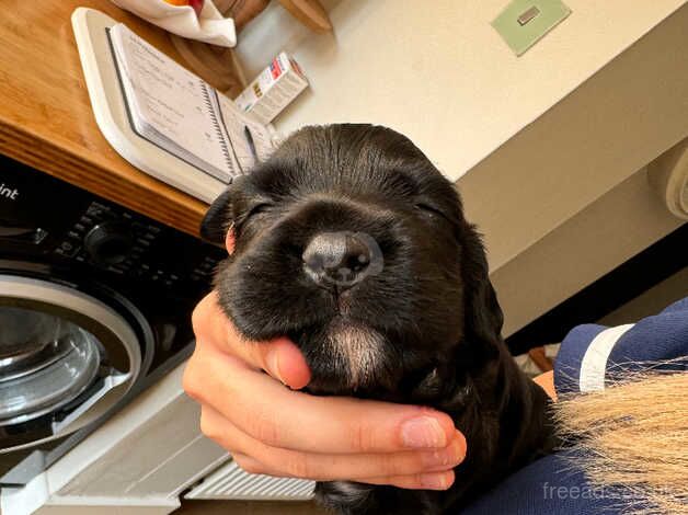 Working cocker spaniel for sale in Chichester, West Sussex - Image 3