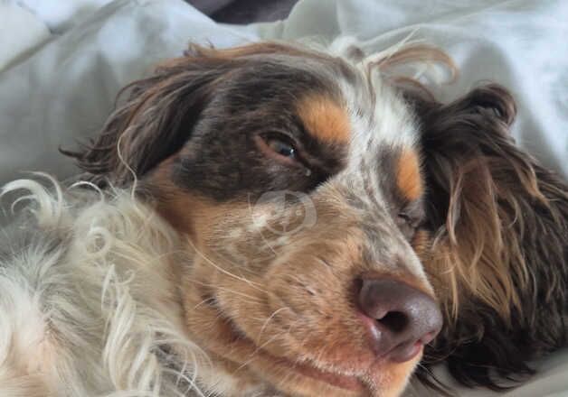 Working Cocker Spaniel for sale in Leicester, Leicestershire