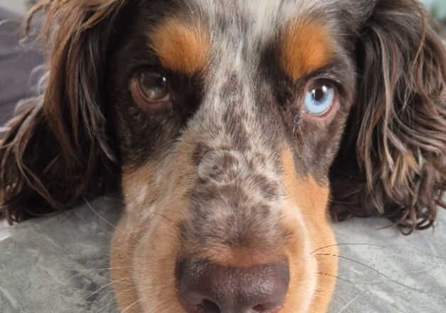 Working Cocker Spaniel for sale in Leicester, Leicestershire - Image 2