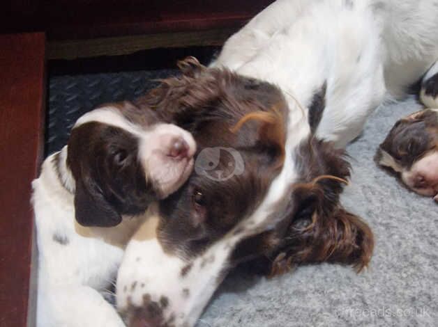 Working cocker spaniel for sale in Peterhead, Aberdeenshire