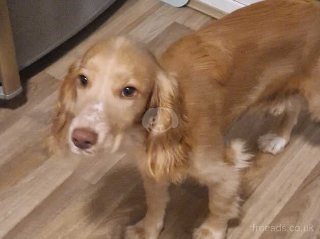 Working cocker spaniel for sale in Telford, Shropshire - Image 1