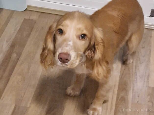 Working cocker spaniel for sale in Telford, Shropshire - Image 2