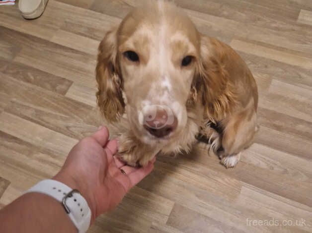 Working cocker spaniel for sale in Telford, Shropshire - Image 3