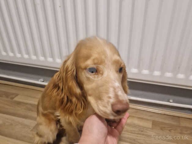 Working cocker spaniel for sale in Telford, Shropshire - Image 4