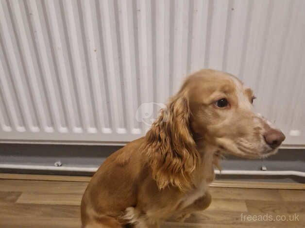 Working cocker spaniel for sale in Telford, Shropshire - Image 5