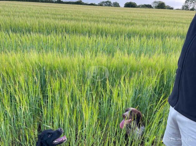 Working cocker spaniel for sale in Wickford, Essex - Image 1