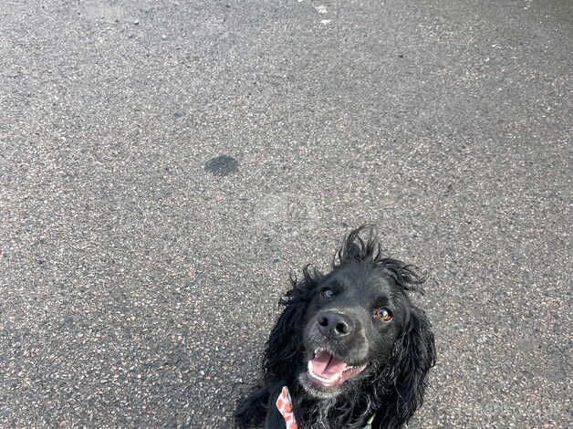 Working cocker spaniel for sale in Wickford, Essex - Image 2