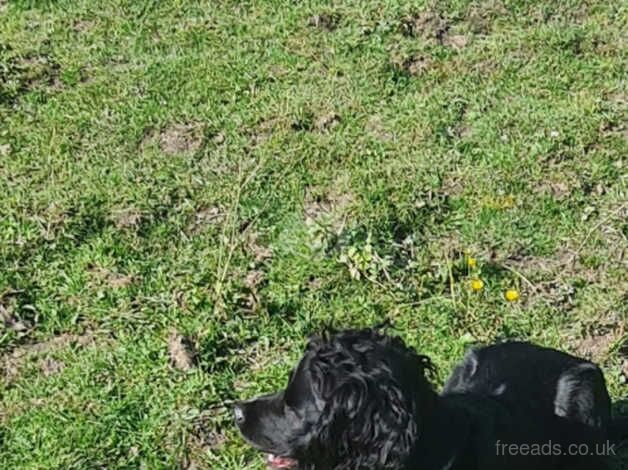 Working cocker spaniel for sale in Wickford, Essex - Image 3