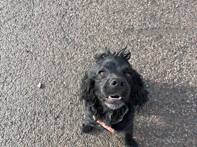 Working cocker spaniel for sale in Wickford, Essex - Image 4