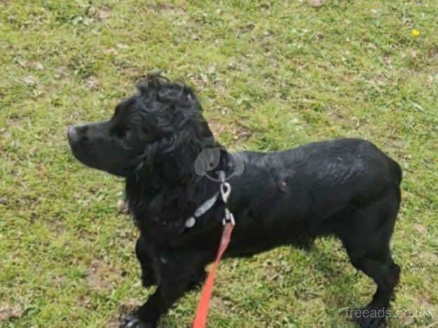 Working cocker spaniel for sale in Wickford, Essex - Image 5