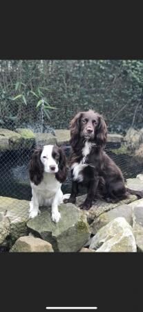 Working Cocker Spaniel Puppies for sale in Manchester, Greater Manchester